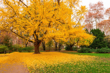 10 GINKGO BILOBA Maidenhair Tree Yellow Fall Orange
